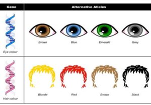 Allele